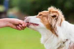 ein Hund bekommt ein Leckerli