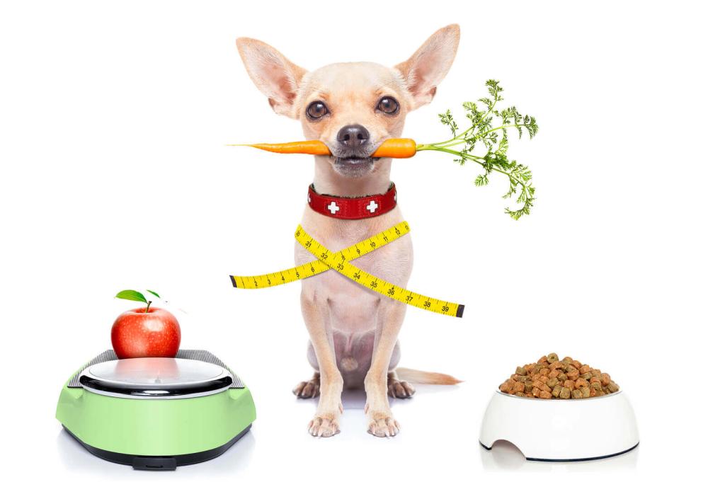 ᐅ Diätfutter für dicke Hunde ? › hundefutterblog.de