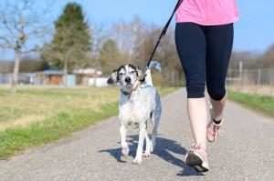 ein alter Hund beim Joggen mit seinem Frauchen