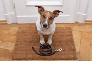 ein Hund wartet mit seiner Leine