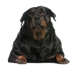 ein stark übergewichtiger Rotweiler